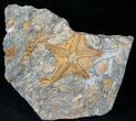 Fossil Starfish With Crinoid - Morocco #13955-2